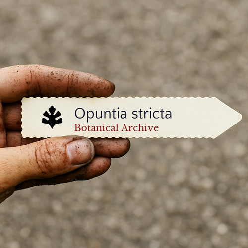 Opuntia stricta seeds - 10,