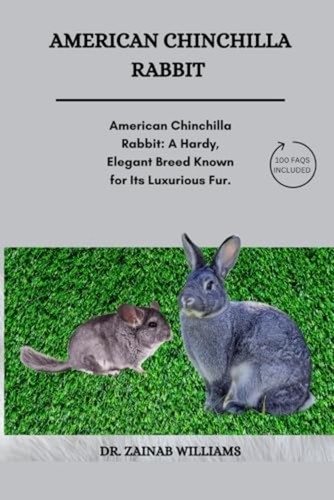American chinchilla rabbit - american,