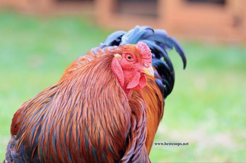 Partridge brahma fertile - 6+,