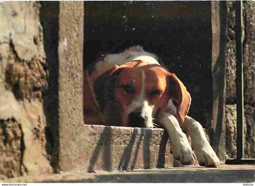 Carte postale animaux - -,