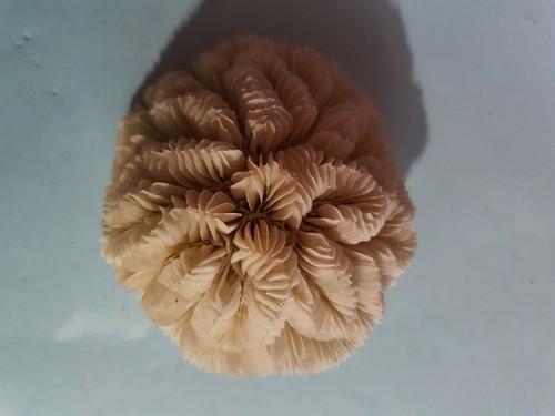 Corail blanc pour - , de