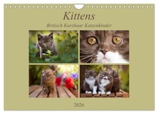 Kittens - Chatons British