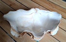 Coquillage bénitier de grande