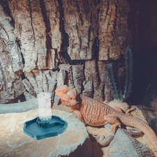  Abreuvoir Tortue Terrestre