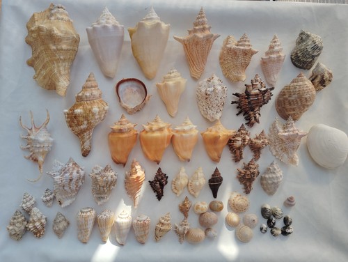 Lot coquillages de - 60,