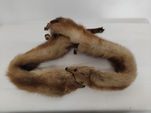 Ancienne etole renard - ancienne,