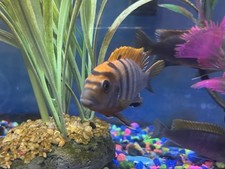 Young African Cichlids (Swedish Red Top Labidochromis Hongi) - 10 Pack