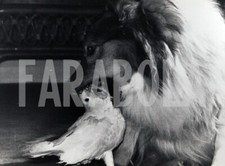 Photo de presse vintage Regno