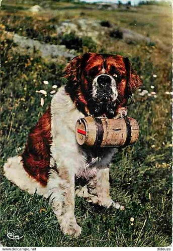 Carte postale animaux - postale,
