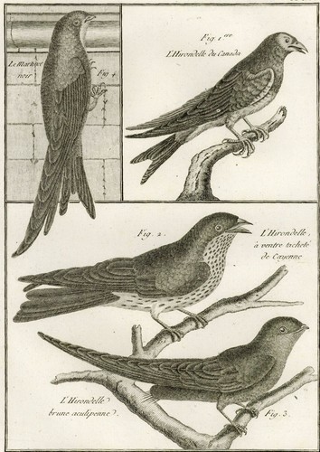 Oiseau martinet hirondelle - martinet, &