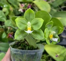 Phalaenopsis LD Green