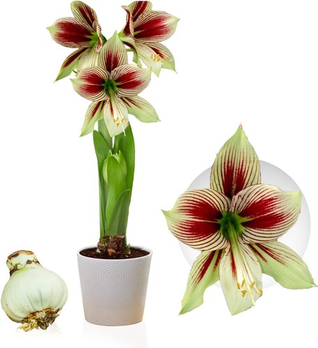 Hippeastrum amaryllis bulbe - hippeastrum,