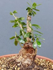 Bonsaï olivier 20 x 10 cm en