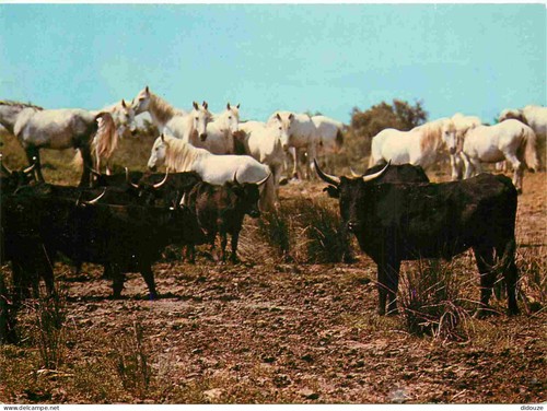 Carte postale animaux - carte,