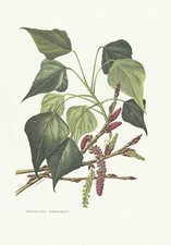 Planche 12 Histoire Naturelle