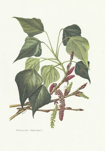 Planche histoire naturelle - planche,