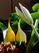 Urceolina microcrater from