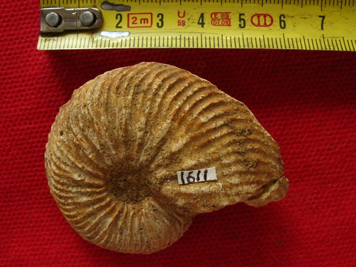 Ammonite oxfordien - ammonite, de