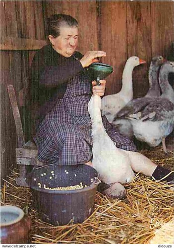 Carte postale animaux - animaux,
