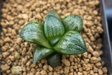 Succulent - Haworthia 'Kurohime x silver mutica' x 'Natiguro' seedling