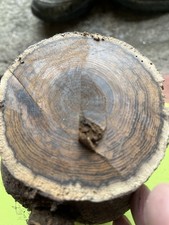 Bois de cythise sec tournage