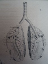 Sappey - L'Appareil Respiratoire