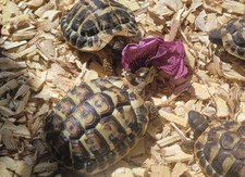 🌸50 FLEURS ROSE TREMIERE