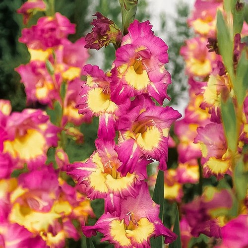 Bulbes glaïeuls farwest - 1,