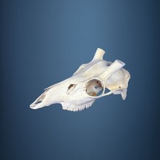 529SKU Crane de cerf sika