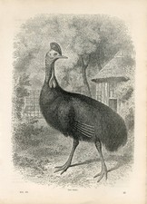1878 THE EMEU CASSOWARY BIRD Antique Engraving Print Cassell