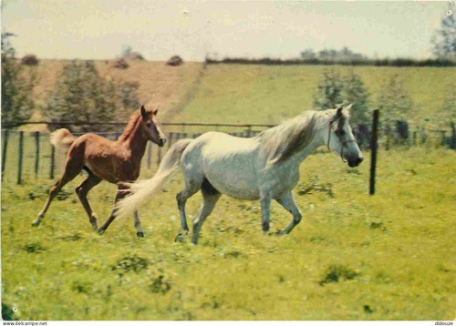 Carte postale animaux - carte,