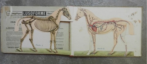Cheval anatomie - le, cheval.