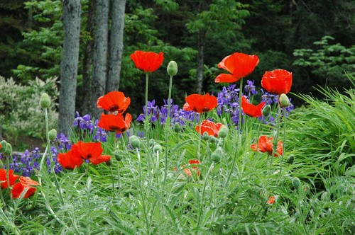 1000 graines pavot - 1000,
