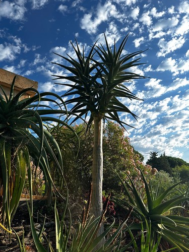 Aloe hercules grosses boutures - aloe,