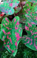AUTHENTIC Caladium  Poison Dart Frog 1 bulbs