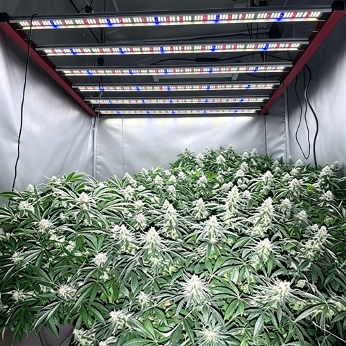 Spider 6500w led grow - 6500w, light