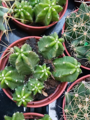 Echinocereus viereckii - echinocereus,