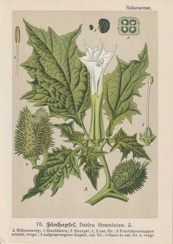 Lithographie chromo datura - lithographie, de