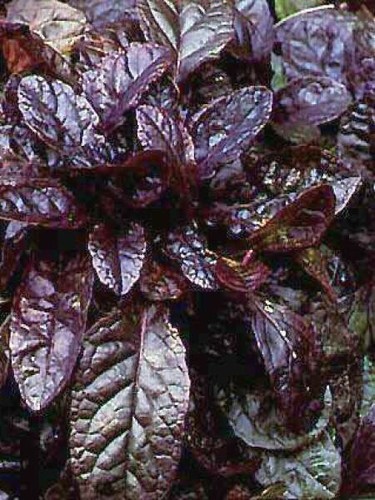 Ajuga reptans atropurpurea - ajuga, 'atropurpurea'