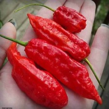 CHAPEAU JOLOKIA ROUGE Chili