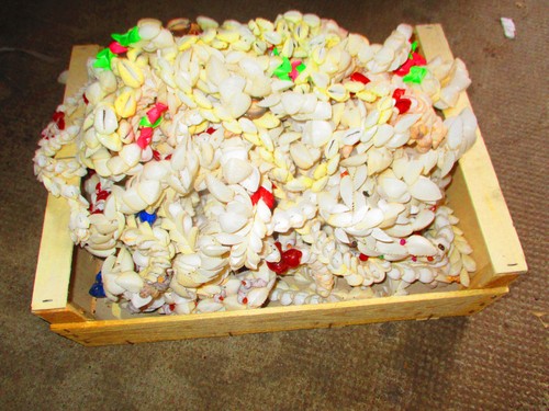 Gros lot coquillages en - de,