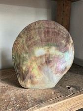 Coquillage Nacré Ormeau