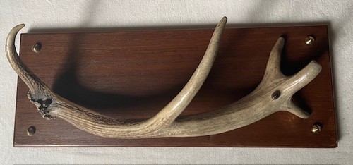Porte manteaux bois de cerf - porte,