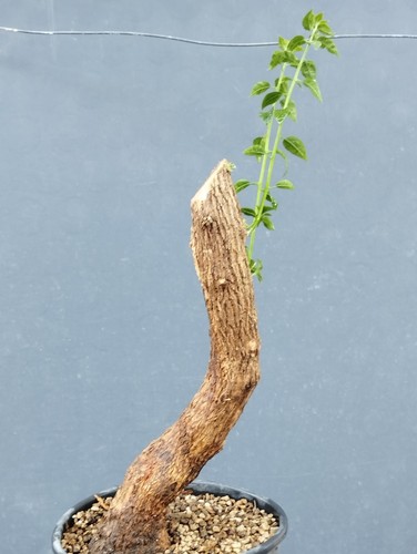 Bonsaï bougainvillier 12 - bonsaÏ,
