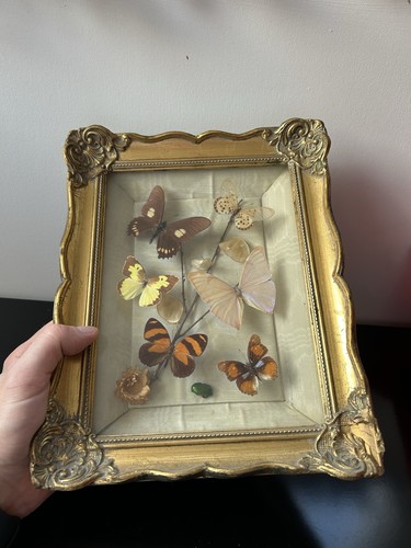 Cadre entomologie insectes - cadre,