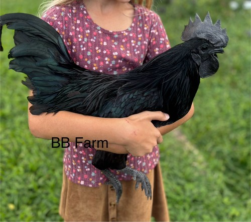Ayam cemani hatching - 12,