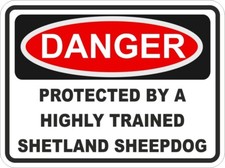 Shetland Berger Chien Danger
