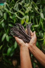 Gousses Vanille BIO Ile