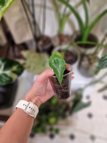 Alocasia venusta