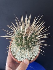 Cactus Echinofossulocactus
